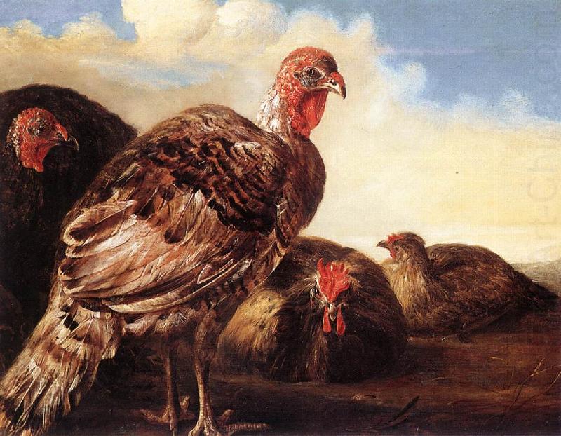 Domestic Fowl  fg, CUYP, Aelbert